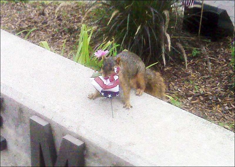 Toledo-Police-Memorial-bandit-caught-in-the-act.jpg
